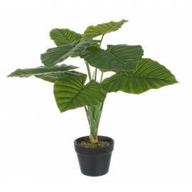 Planta diefenbachia artificial. 60 cm.