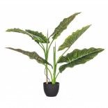 Planta Dieffenbachia con maceta 70 hojas H78