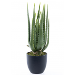 Planta Aloe 14x14x46cm
